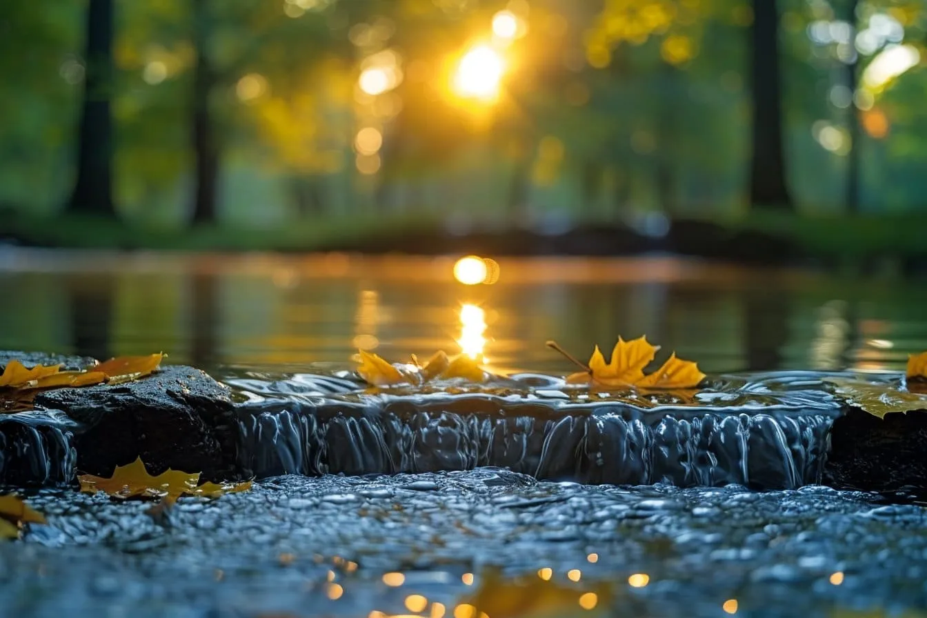 Feuilles automnales et ruisseau au coucher de soleil.