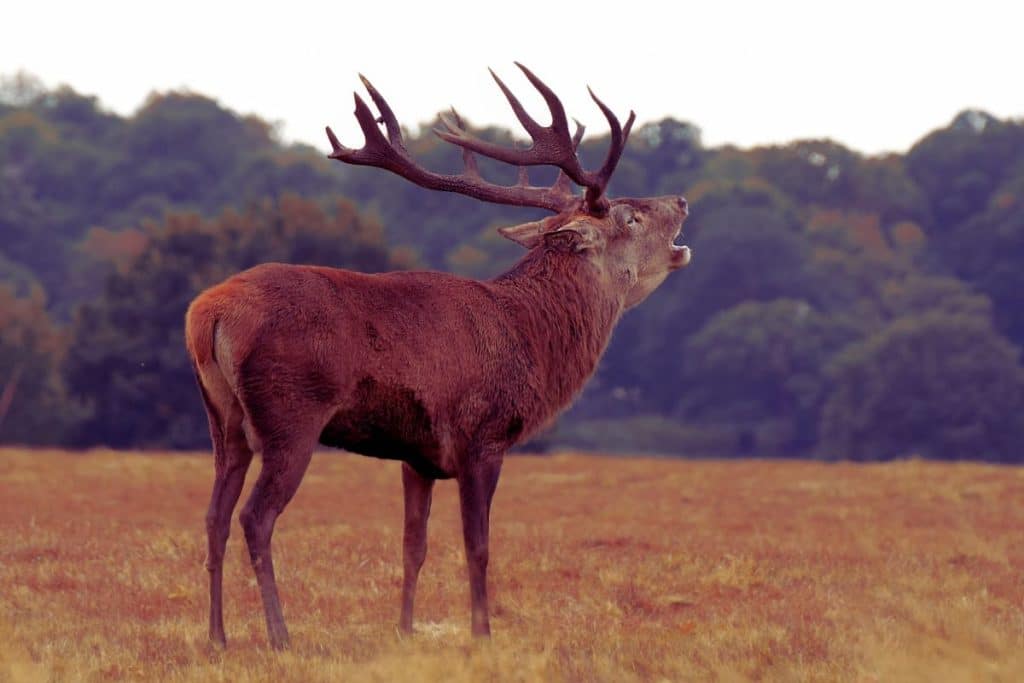 Cerf élaphe bramant dans un champ automnal.